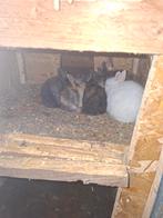 Dwergkonijn te koop, Dieren en Toebehoren, Meerdere dieren, Dwerg, 0 tot 2 jaar