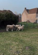 Schapen bokjes, Dieren en Toebehoren, Schapen, Geiten en Varkens, Mannelijk, Schaap, 0 tot 2 jaar