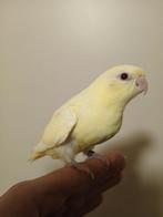 Perruche Catharina apprivoisée à la main 2026, Animaux & Accessoires, Femelle, Perruche, Domestique