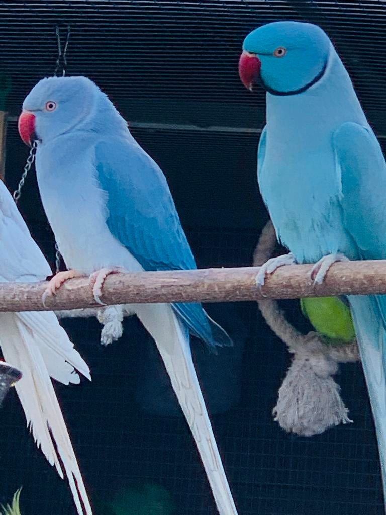 Perruche a collier, Enlèvement