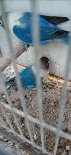 Personata, Dieren en Toebehoren