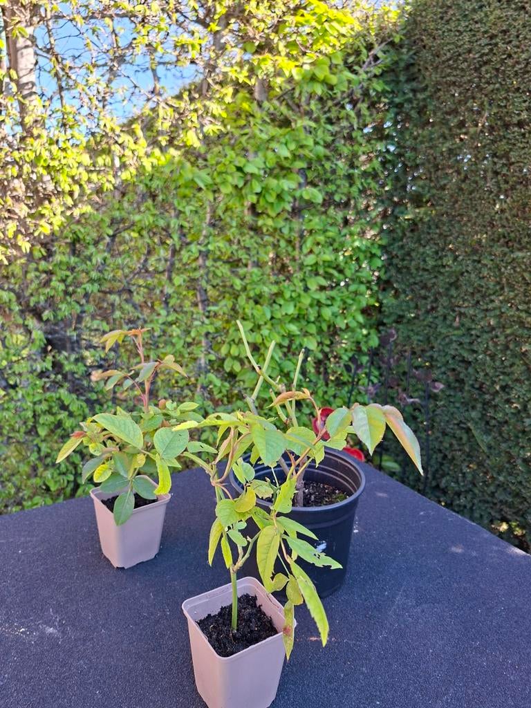 Roos Sneeuwwitje., Tuin en Terras, Planten | Tuinplanten, Vaste plant, Zomer, Ophalen