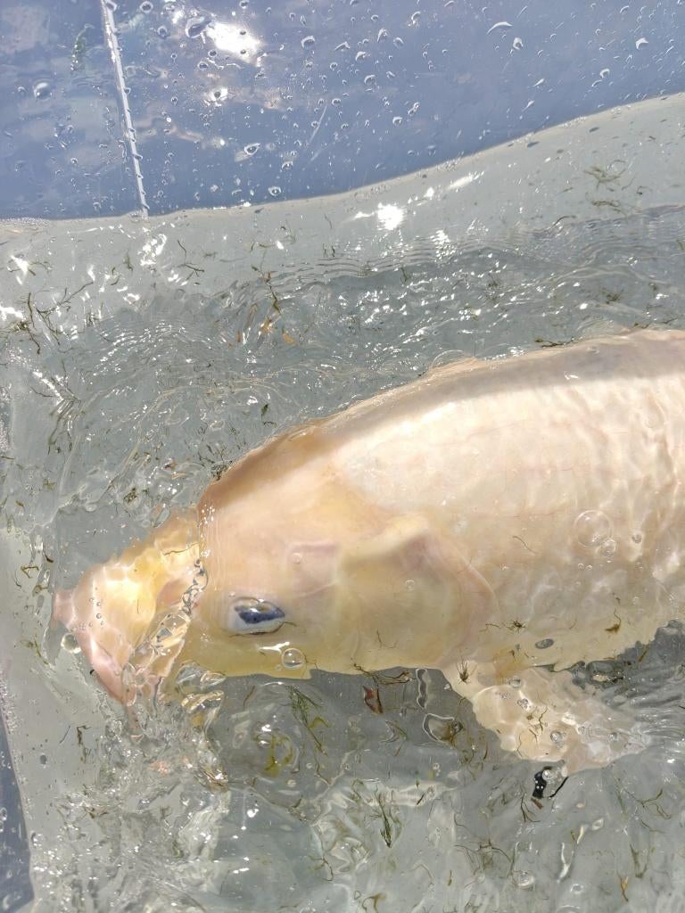 Koi, Dieren en Toebehoren