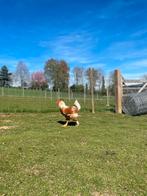 Mooie haan, Mannelijk, Kip