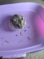 Hamster opzoek naar een nieuw huisje, Animaux & Accessoires, Novembre, Mâle, Hamster