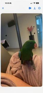 Tamme papegaai, Dieren en Toebehoren, Papegaai, Geringd