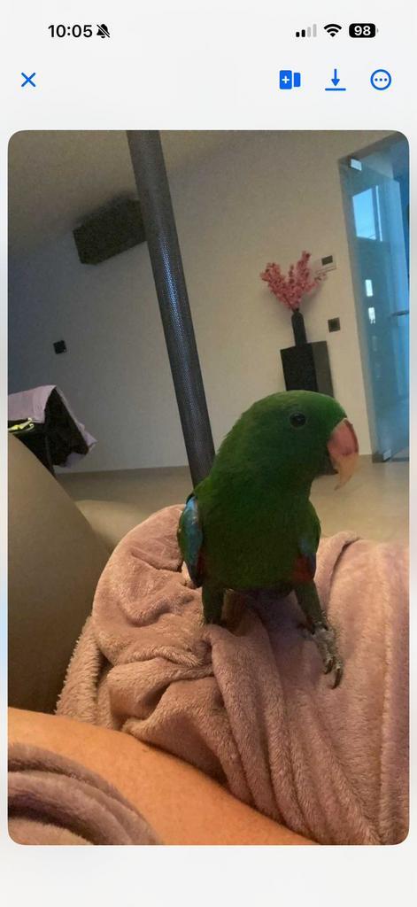 Tamme papegaai, Animaux & Accessoires, Oiseaux | Perruches & Perroquets, Perroquet, Domestique, Bagué