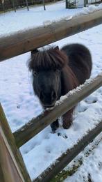 Super lieve mini pony te koop, Merrie, Niet van toepassing, Recreatiepony, 11 jaar of ouder