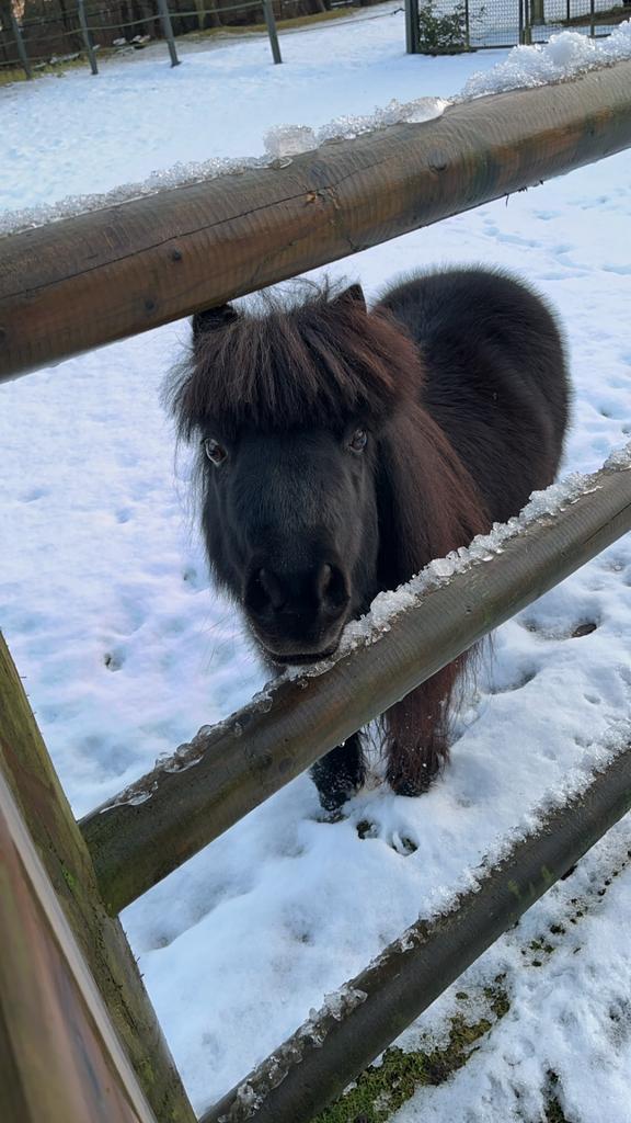 Super lieve mini pony te koop, Dieren en Toebehoren, Pony's, Merrie, Niet van toepassing, Recreatiepony, 11 jaar of ouder