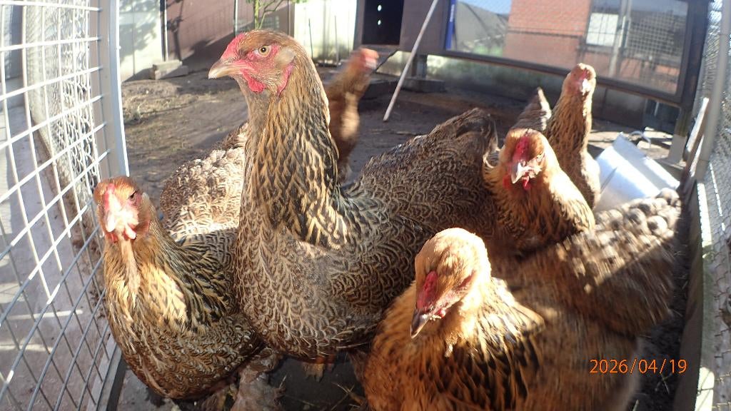 kippen, Poule ou poulet