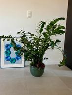Kamerplant Zamioculcas, Huis en Inrichting, Ophalen, 100 tot 150 cm, Overige soorten, Halfschaduw