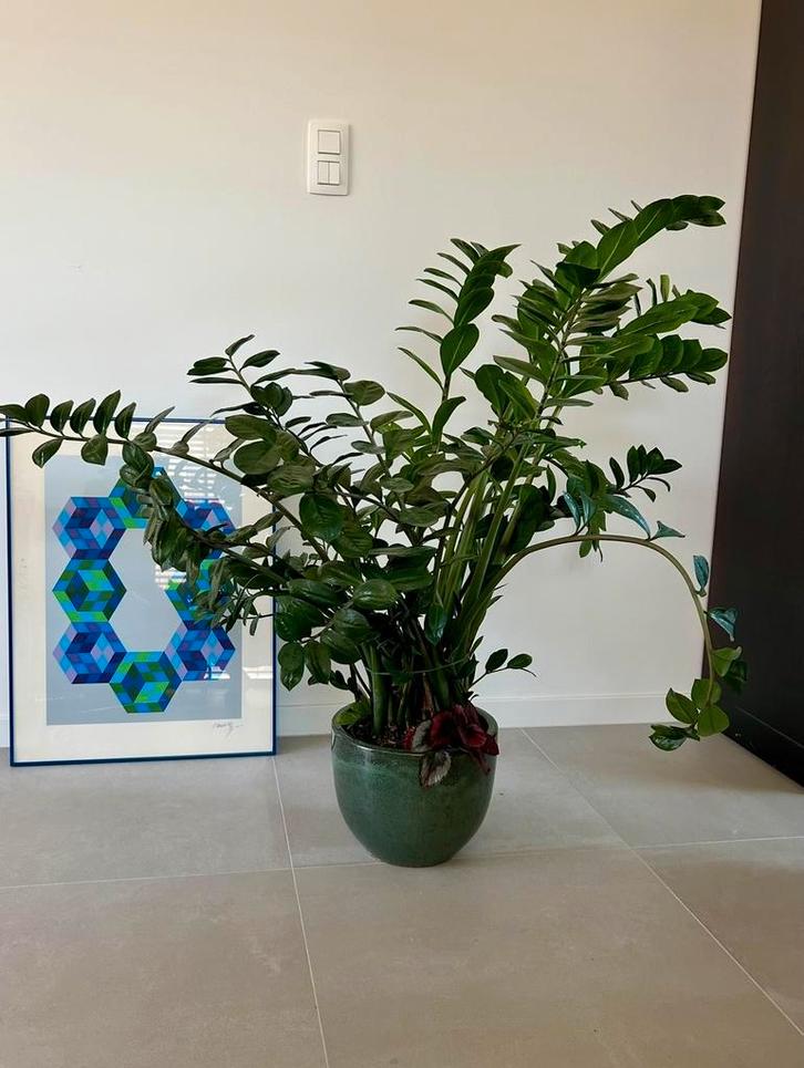 Kamerplant Zamioculcas, Huis en Inrichting, Kamerplanten, Overige soorten, 100 tot 150 cm, Groene kamerplant, Halfschaduw, In pot