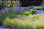 Sesleria autumnalis of Blauwgras, Tuin en Terras, Ophalen, Vaste plant, Siergrassen, Volle zon