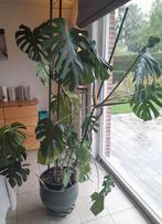 Monstera plant, Huis en Inrichting, Kamerplanten, Ophalen