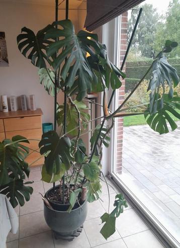 Usine Monstera, Enlèvement