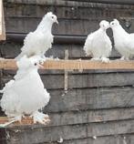 Krulduiven, Dieren en Toebehoren, Vogels | Duiven, Overige soorten