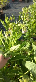 Bio Russische smeerwortel., Tuin en Terras, Planten | Tuinplanten, Ophalen, Vaste plant, Kruiden