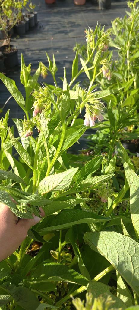 Bio Russische smeerwortel., Tuin en Terras, Planten | Tuinplanten, Vaste plant, Kruiden, Ophalen