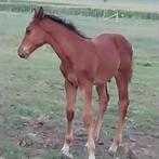 springpaard veulens, Dieren en Toebehoren, Hengst, Springpaard