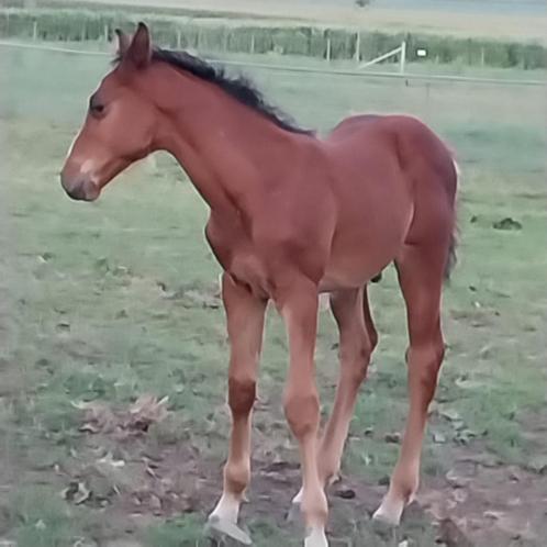 springpaard veulens, Dieren en Toebehoren, Paarden, Hengst, Springpaard