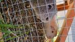 Cavia's, Dieren en Toebehoren, Juni, Mannelijk