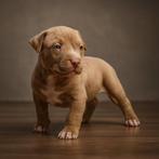 Prachtige Amerikaanse Stafford pups, Dieren en Toebehoren, België, CDV (hondenziekte), 8 tot 15 weken, American Staffordshire Terriër
