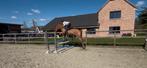 3j Mithras de regor x Ideal de la loge, Dieren en Toebehoren, Springpaard, Gechipt, Ruin, Zadelmak