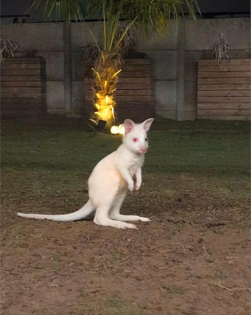 Zeer rustig wallaby mannetje wit, Dieren en Toebehoren, Overige Dieren, Mannelijk, Maart