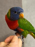 Jeune lori swainson apprivoisé à la main avec ADN, Animaux & Accessoires, Oiseaux | Perruches & Perroquets, Mâle, Perroquet, Parleur