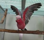 Koppel rosé kaketoes, Dieren en Toebehoren, Vogels | Parkieten en Papegaaien