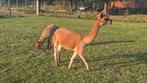 Merrie alpaca met veulen (merrie), Dieren en Toebehoren, September, Vrouwelijk