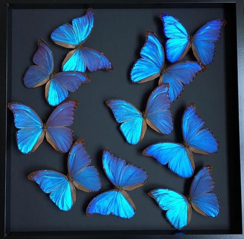 Prachtige vlucht van 10 Morpho Didius-vlinders uit Peru 50x5, Verzamelen, Dierenverzamelingen, Nieuw, Opgezet dier, Insect, Ophalen of Verzenden