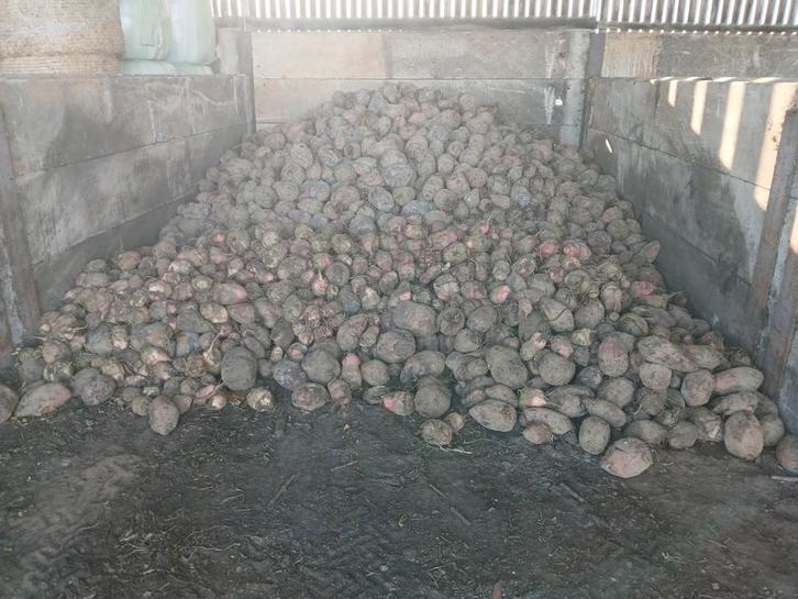 Voederbieten/stro/bieten/tarwestro/midibalen, Animaux & Accessoires, Nourriture pour Animaux, Enlèvement