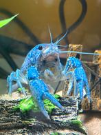 Blauwe kreeft, Ophalen