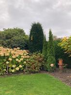 Taxus boom/hulst, Ophalen