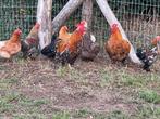 Gratis cochin kriel hanen