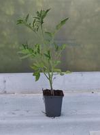 tomatenplanten "moneymaker", Tuin en Terras, Planten | Tuinplanten, Ophalen