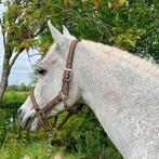 Prachtige, lieve volbloed Arabier, Recreatiepaard, 7 tot 10 jaar, Met stamboom, Ruin