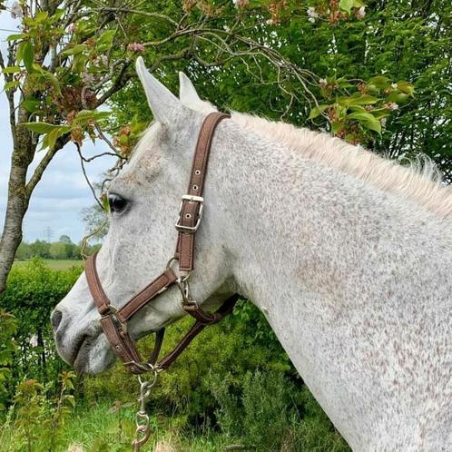 Prachtige, lieve volbloed Arabier, Dieren en Toebehoren, Paarden, Ruin, 7 tot 10 jaar, Recreatiepaard, Met stamboom