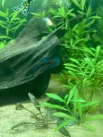 Betta vis vrouw, Dieren en Toebehoren, Vis