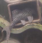 L136B (+C) - kweekgroep of individueel, Dieren en Toebehoren, Vissen | Aquariumvissen