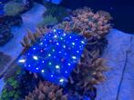 Aquarium marin, Ophalen, Zo goed als nieuw