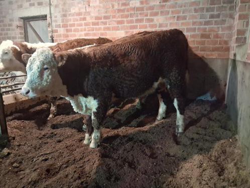 Hereford stier, Dieren en Toebehoren, Runderen, Mannelijk, 0 tot 2 jaar