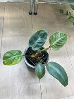Philodendron Pulchrum, Ophalen