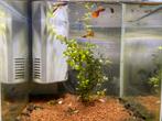 Guppy’s, Dieren en Toebehoren, Vissen | Aquariumvissen, Vis