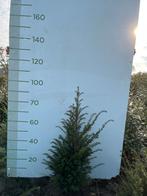 Taxus, Enlèvement, Taxus, Haie, Moins de 100 cm