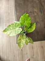 Alocasia Gagaena aurea, Huis en Inrichting, Kamerplanten, Ophalen