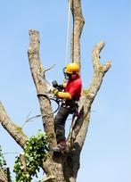 Abattage et élagage d’arbres, Diensten en Vakmensen, Tuinmannen en Stratenmakers