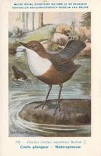 WATERSPREEUW, Collections, Cartes postales | Animaux, Envoi, Non affranchie, Oiseaux
