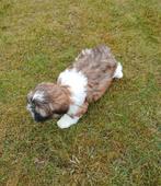 Shih Tzu pups, België, Overige rassen, CDV (hondenziekte), 8 tot 15 weken